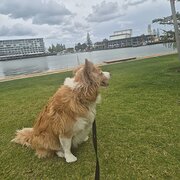Home Owner wanting sitter in Mandurah, Western Australia