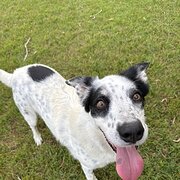 Home Owner wanting sitter in Ipswich, Queensland