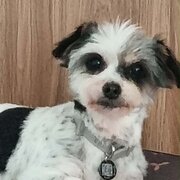Home Owner wanting sitter in Wollongong, New South Wales