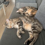 Home Owner wanting sitter in Brisbane, Queensland