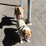 Home Owner wanting sitter in Perth, Western Australia
