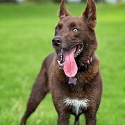 Home Owner wanting sitter in Melbourne , Victoria