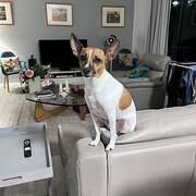 Home Owner wanting sitter in Brisbane North, Queensland