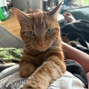 House Sitter - Fiona P