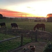 Home Owner wanting sitter in , Victoria