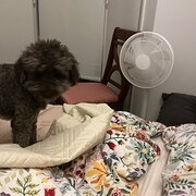 Home Owner wanting sitter in Melbourne , Victoria