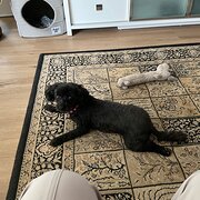 Home Owner wanting sitter in Shepparton, Victoria
