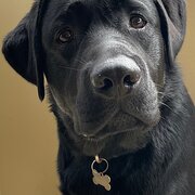 Home Owner wanting sitter in , Queensland