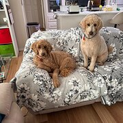 Home Owner wanting sitter in Mandurah , Western Australia