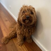Home Owner wanting sitter in Canberra, Australian Capital Territory