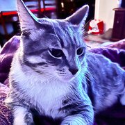 Home Owner wanting sitter in Sunshine Coast, Queensland