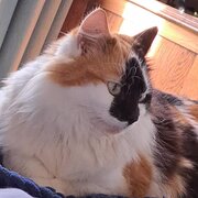 Home Owner wanting sitter in Hobart, Tasmania