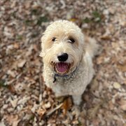 Home Owner wanting sitter in Canberra, Australian Capital Territory