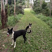 Home Owner wanting sitter in COOROY, Queensland