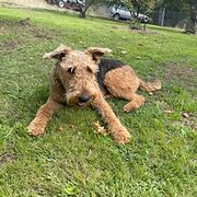 Home Owner wanting sitter in Adelaide, South Australia