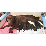 Home Owner wanting sitter in , South Australia