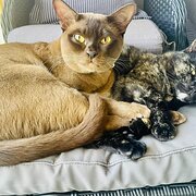 Home Owner wanting sitter in Sydney , New South Wales