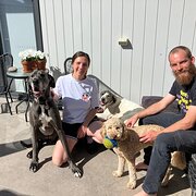 House Sitter - Travelling, animal loving couple