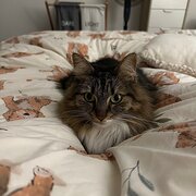 Home Owner wanting sitter in Melbourne, Victoria