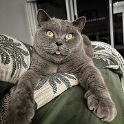 Home Owner wanting sitter in , Victoria