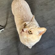 Home Owner wanting sitter in , Australian Capital Territory
