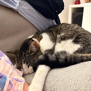 Home Owner wanting sitter in Sydney, New South Wales