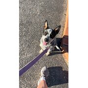 Home Owner wanting sitter in Wilston, Queensland
