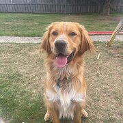 Home Owner wanting sitter in , Tasmania
