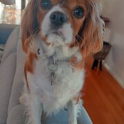 Home Owner wanting sitter in Melbourne , Victoria
