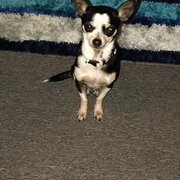 Home Owner wanting sitter in Frankston, Victoria