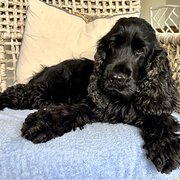 Home Owner wanting sitter in Perth, Western Australia