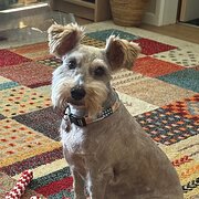 Home Owner wanting sitter in Coffs Harbour, New South Wales