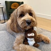 Home Owner wanting sitter in , New South Wales