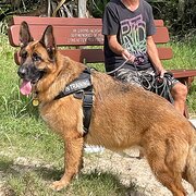 Home Owner wanting sitter in Maroochydore, Queensland