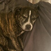 Home Owner wanting sitter in , Queensland