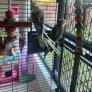 Home Owner wanting sitter in Townsville , Queensland