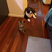 Home Owner wanting sitter in Newcastle , New South Wales