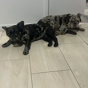 Home Owner wanting sitter in Brisbane, Queensland