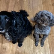 Home Owner wanting sitter in , Victoria