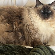 Home Owner wanting sitter in Sydney city , New South Wales