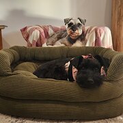 Home Owner wanting sitter in Adelaide, South Australia