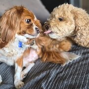 Home Owner wanting sitter in , Queensland