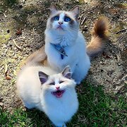 Home Owner wanting sitter in , New South Wales
