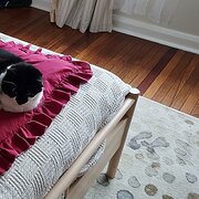 Home Owner wanting sitter in Lithgow, New South Wales