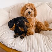 Home Owner wanting sitter in , Queensland