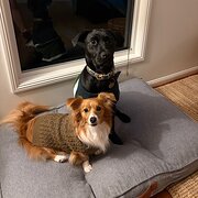 Home Owner wanting sitter in Brisbane, Queensland