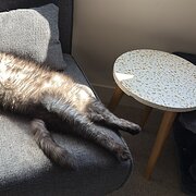 Home Owner wanting sitter in , New South Wales
