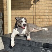 Home Owner wanting sitter in , Queensland