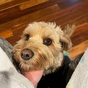 Home Owner wanting sitter in , Queensland