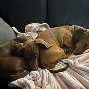 Home Owner wanting sitter in , New South Wales